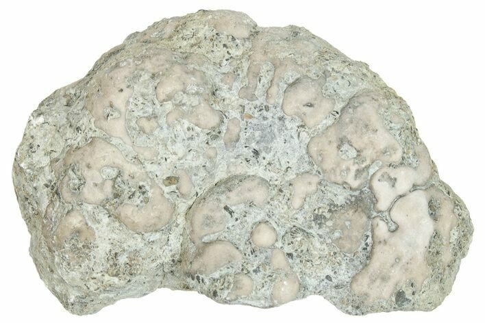 Ordovician Chaetetid Sponge (Solenopora) Fossil - Kentucky #270376